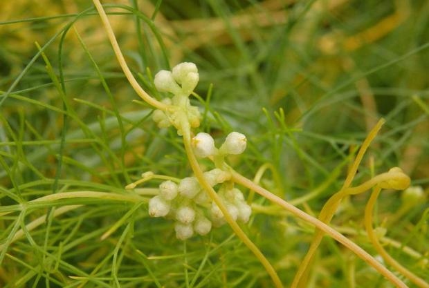 十种天然的补肾中药,煮水喝男性补肾的中药配方大全