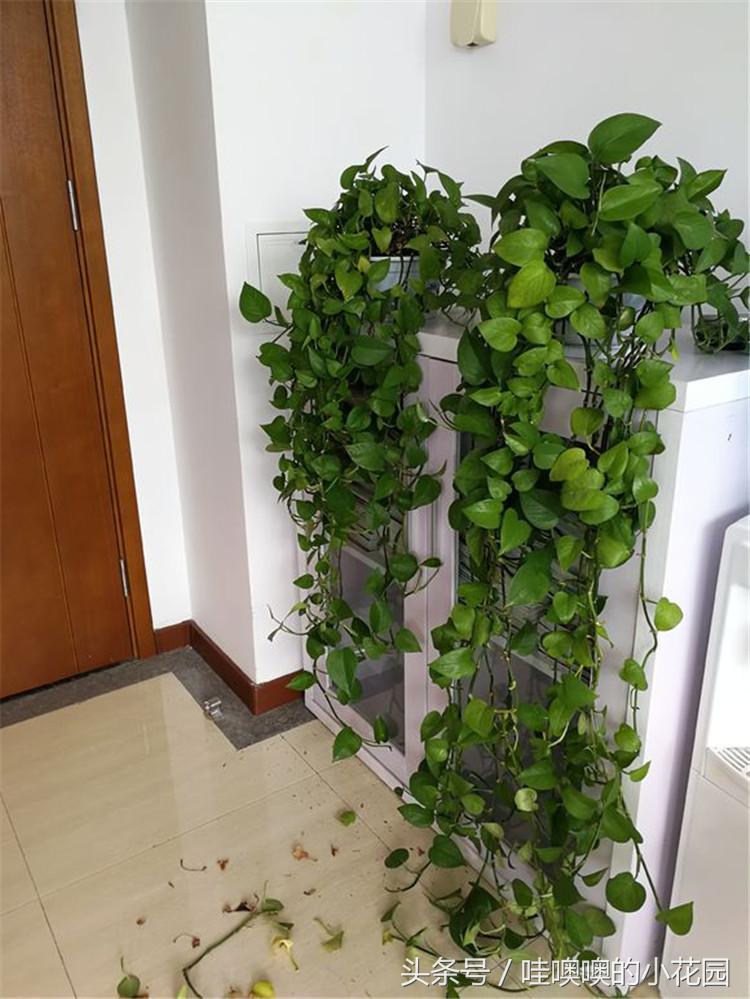 绿萝黄叶掉叶小妙招,绿萝疯狂长藤怎么办