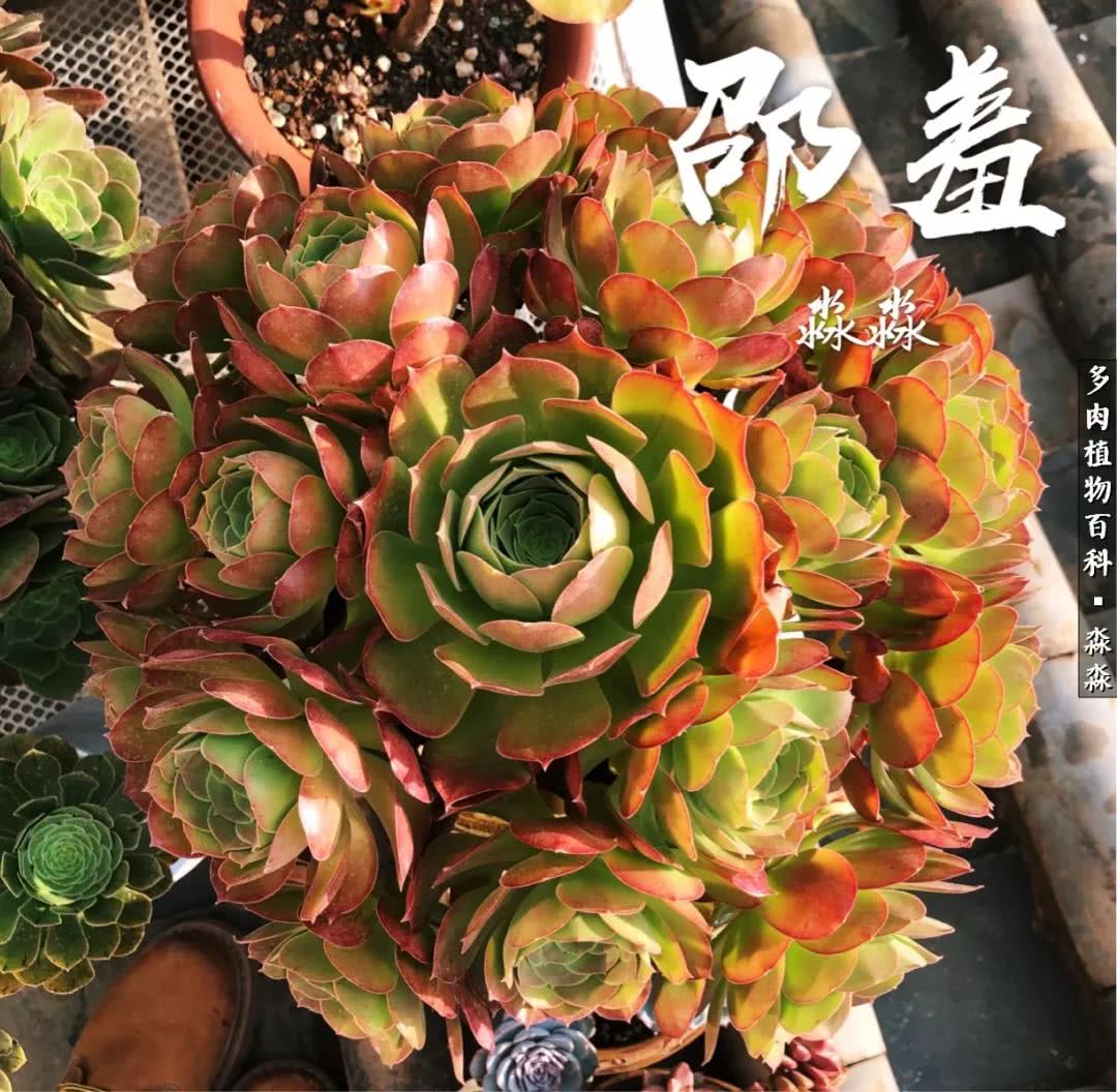 佛系养肉者,佛系养猫养狗人