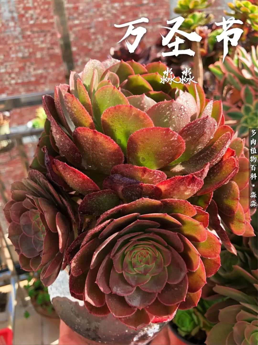 佛系养肉者,佛系养猫养狗人