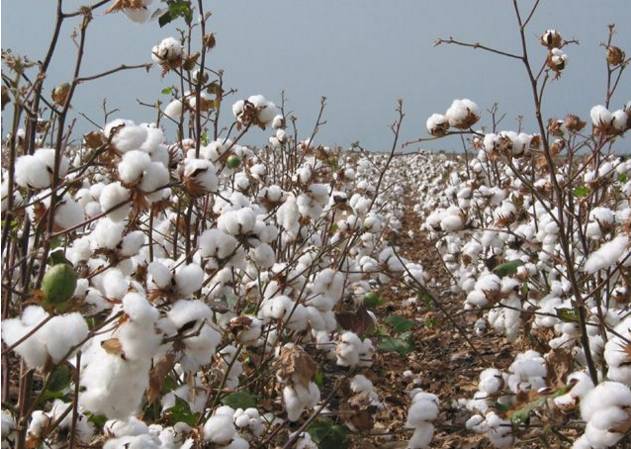 夏天盖什么被单最舒服,夏季盖毯哪种好