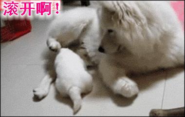 给我滚——骂出幽默的搞笑动图文字表情包