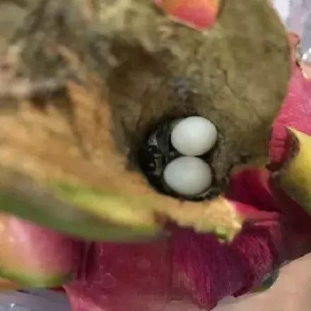 网友买火龙果，打开后发现了两枚蛋，回家后孵出小宠物！