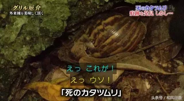 摸一下可能会死？！这个入侵日本的外来物种好可怕！