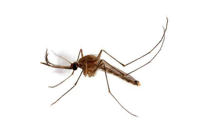 珠穆朗玛峰升高的原因是什么,珠穆朗玛峰不断升高的原因