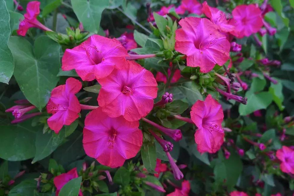 白胭脂花和紫茉莉有什么区别,紫茉莉是不是胭脂花