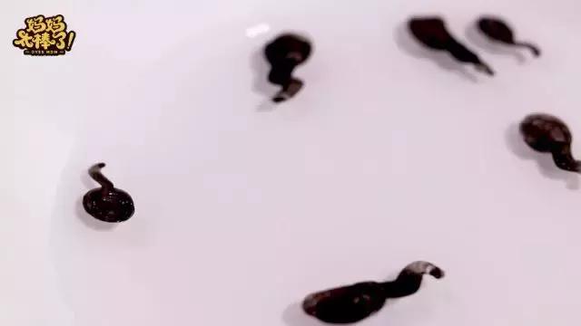 科学小实验小蝌蚪变青蛙的全过程,实验小蝌蚪从水里漂起来