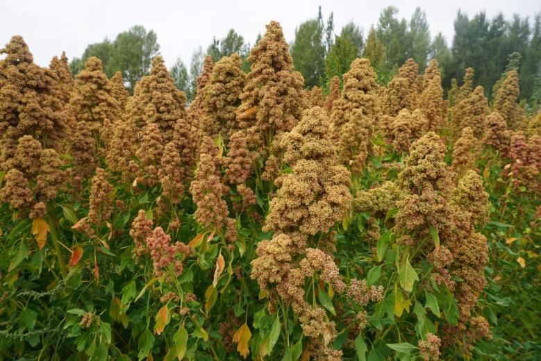 你还在寻找2022年的创业风口吗,生态种植三色藜麦