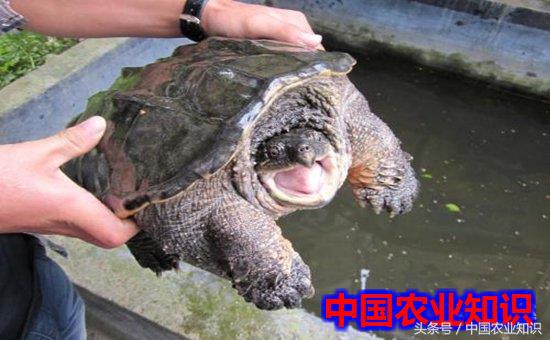 鳄鱼龟养殖方法小鳄龟吃什么,鳄鱼龟怎么养才容易翘甲