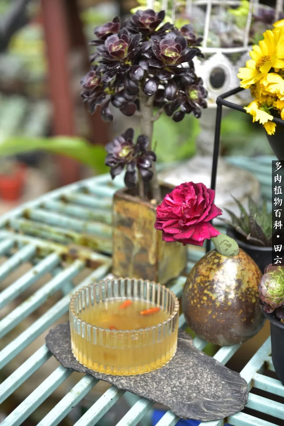 推开多肉世界的门，原来你与美食来自同一国度！