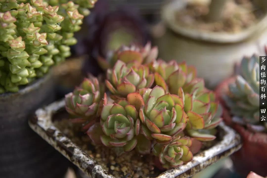 推开多肉世界的门，原来你与美食来自同一国度！