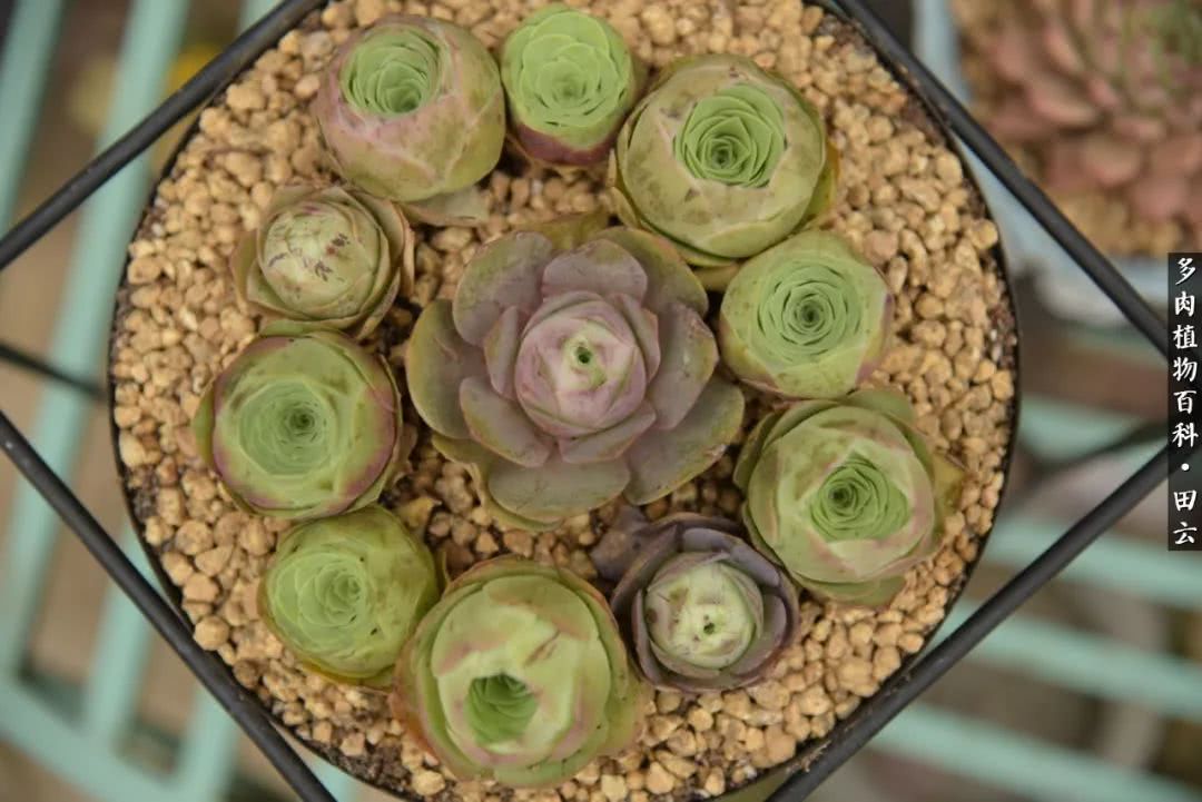 推开多肉世界的门，原来你与美食来自同一国度！