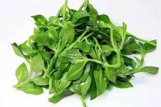 四种天然消炎药隔三差五吃一次,4种天然消炎药隔三差五吃