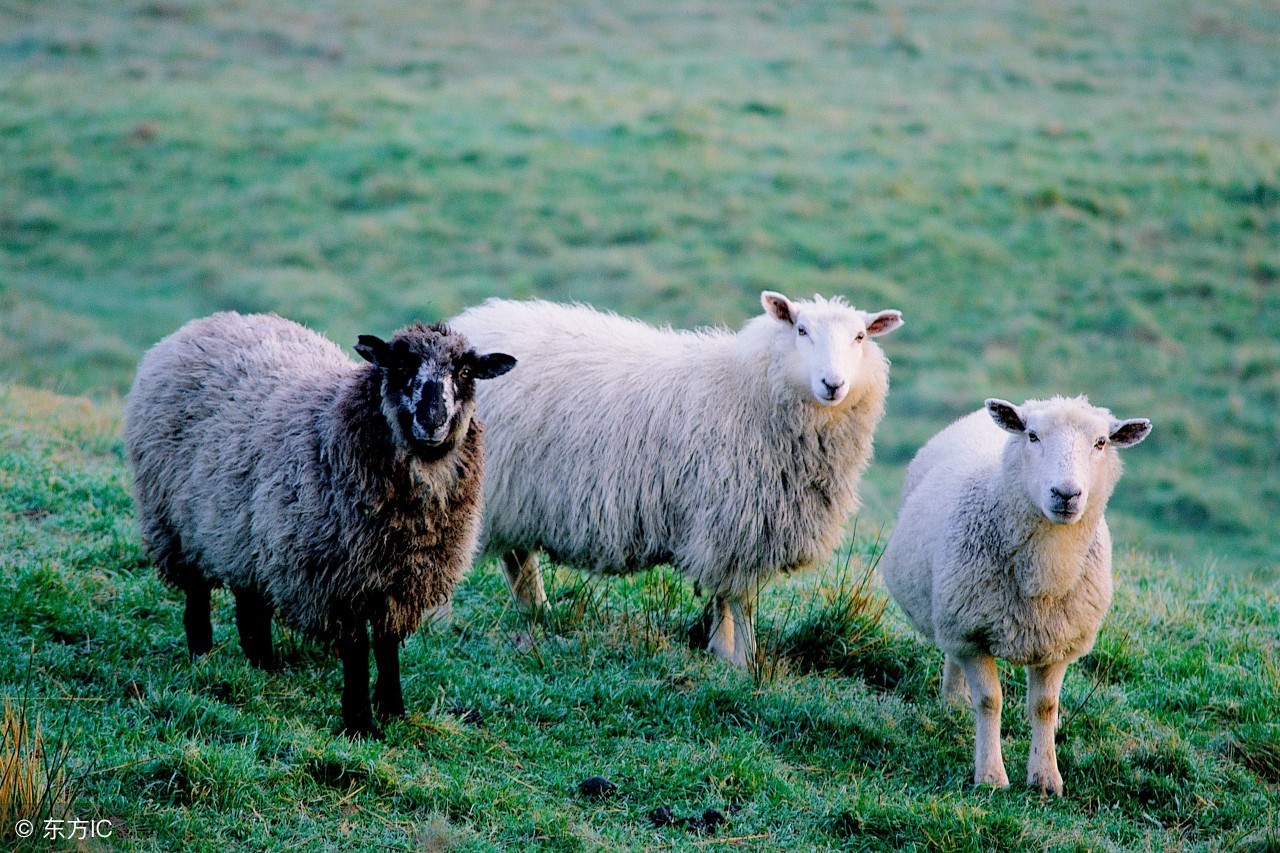 中国股市存在被美元抄底的可能吗,国内股市做空的主要力量