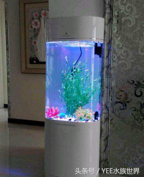 哪种鱼缸不实用,这几种鱼不要买
