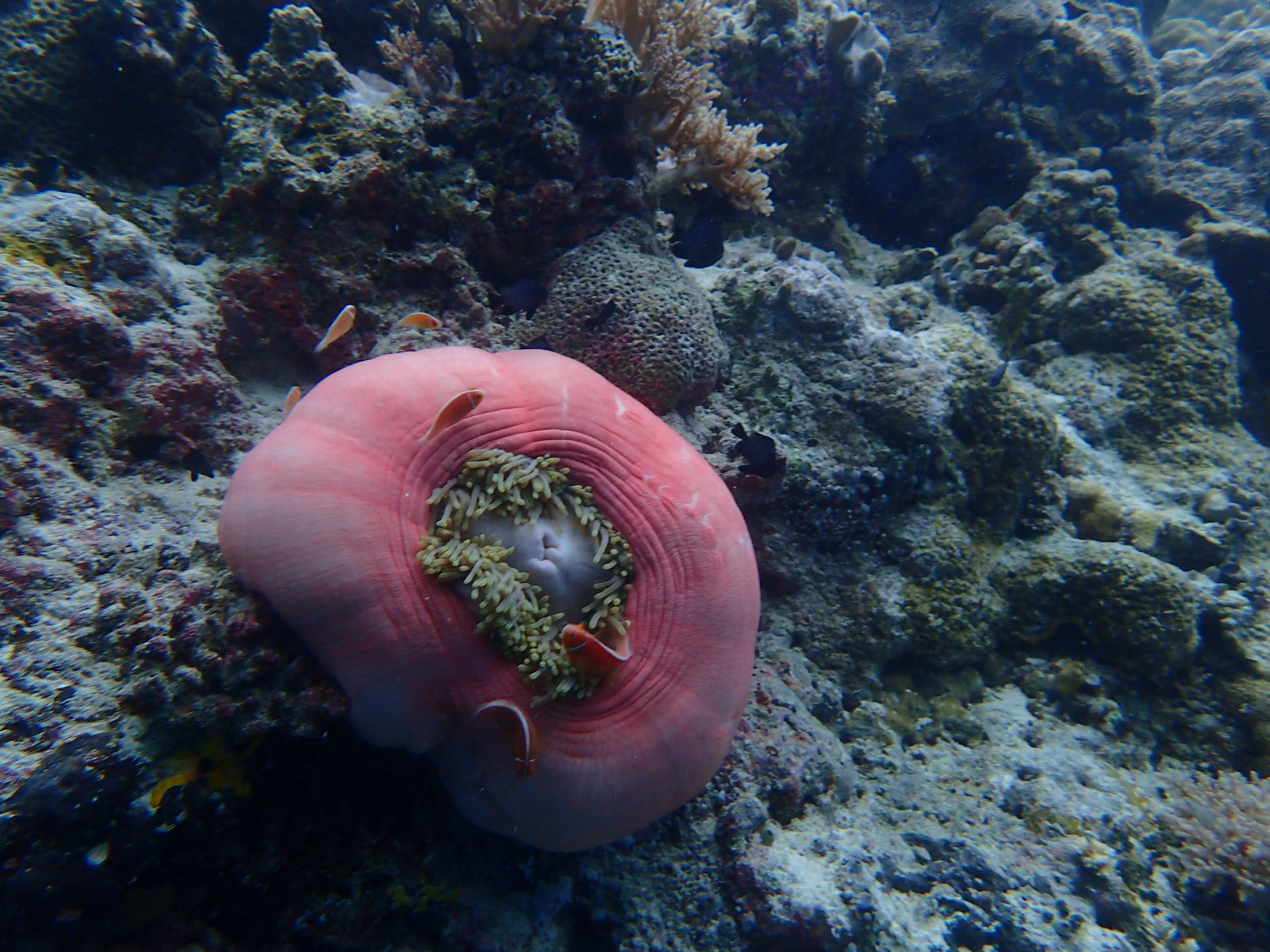 海岛地图最美风景打卡点,山东人少景美的海岛推荐
