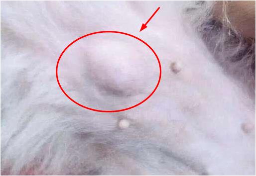 狗狗肚子长了个包,狗狗肚子有个鼓包是什么病