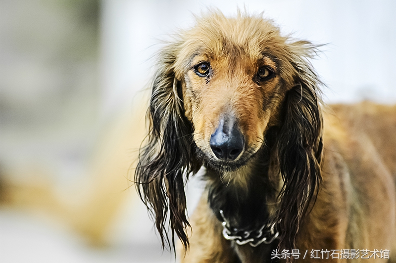 中国古老的猎犬,非遗在身边秦腔100首