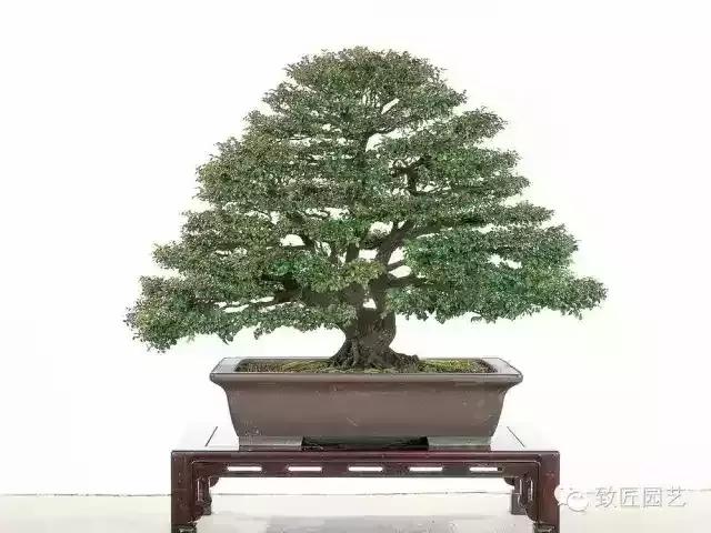 小叶檀盆景价格,小叶檀造型盆景