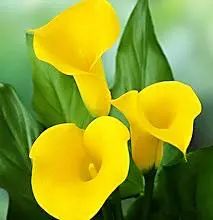 珍稀马蹄莲,如何让马蹄莲一年四季都活着