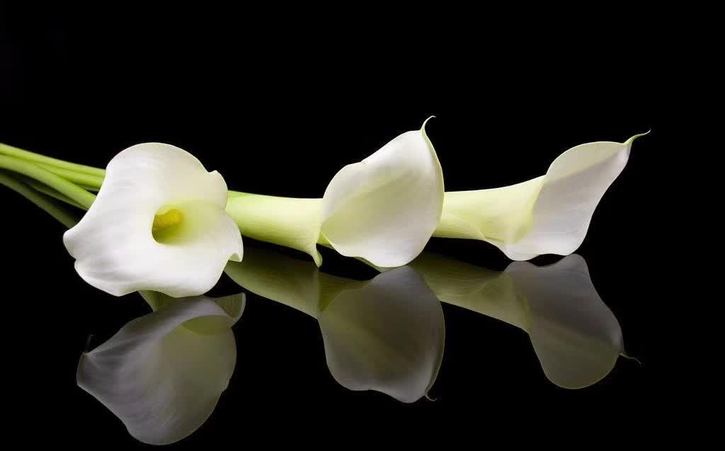 珍稀马蹄莲,如何让马蹄莲一年四季都活着