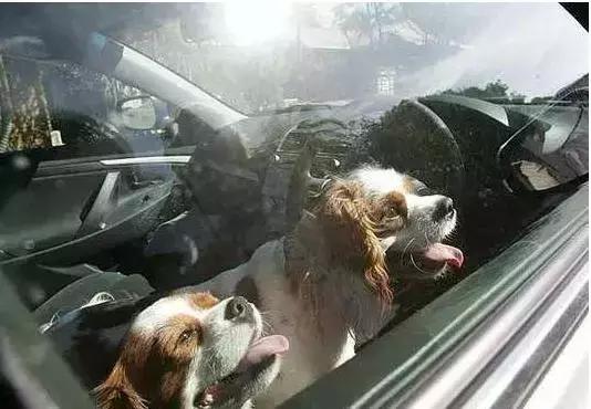 夏天别带狗狗去这些地方有危险,千万不要把宠物放车里
