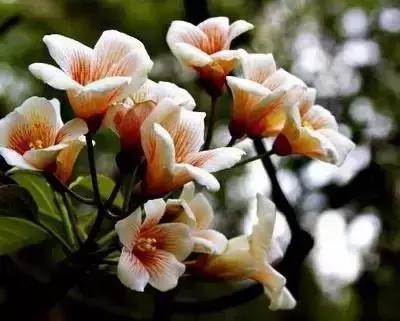 100种象征着爱情的花的花语,满天星花有几种颜色对应的花语