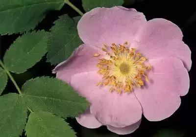 鲜花的100种花语,全部花草的花语