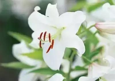 100种象征着爱情的花的花语,满天星花有几种颜色对应的花语