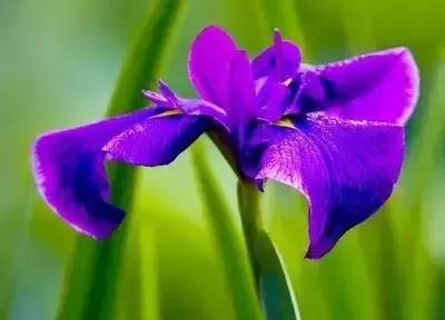 100种象征着爱情的花的花语,满天星花有几种颜色对应的花语