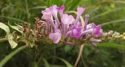 100种象征着爱情的花的花语,满天星花有几种颜色对应的花语