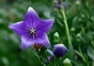 100种的鲜花花语合集,100种花的寓意和花语