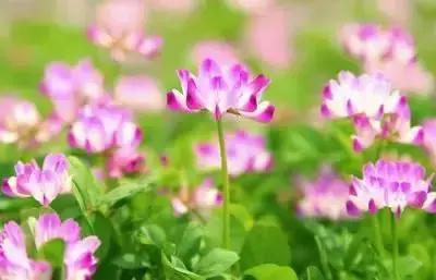 100种象征着爱情的花的花语,满天星花有几种颜色对应的花语