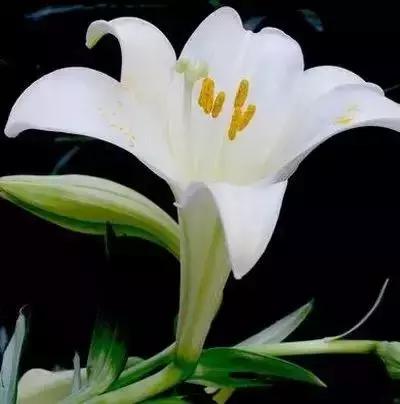 100种的鲜花花语合集,100种花的寓意和花语