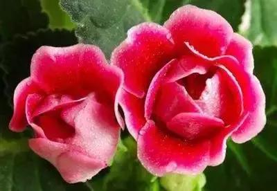 100种象征着爱情的花的花语,满天星花有几种颜色对应的花语