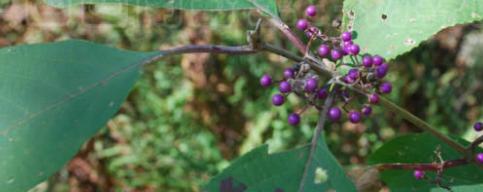 农村的野果有多少种和作用,农村的果子有什么用处