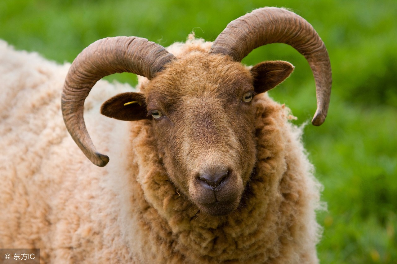 生肖羊明日有三喜运势吗,生肖羊明日运势和禁忌