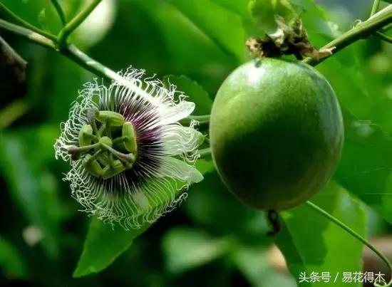 百香果小苗换大杯如何养护,百香果垂帘式栽培方法