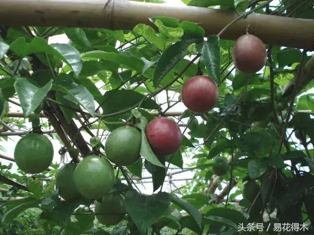 百香果小苗换大杯如何养护,百香果垂帘式栽培方法