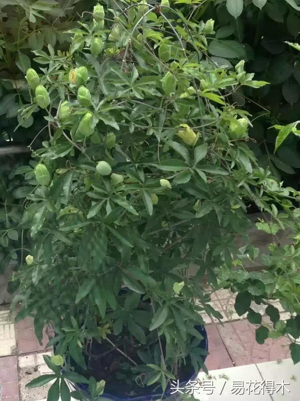 百香果小苗换大杯如何养护,百香果垂帘式栽培方法