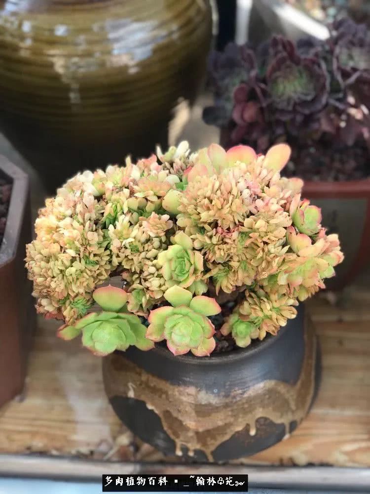 又一场法师视觉盛宴欣赏：翰林苑的昆明多肉花园！