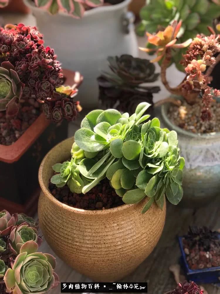 昆明精品多肉花园,昆明最好看的多肉花园