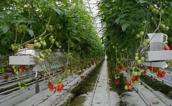 无土栽培的设施和建造,常见的无土栽培设施类型有哪些