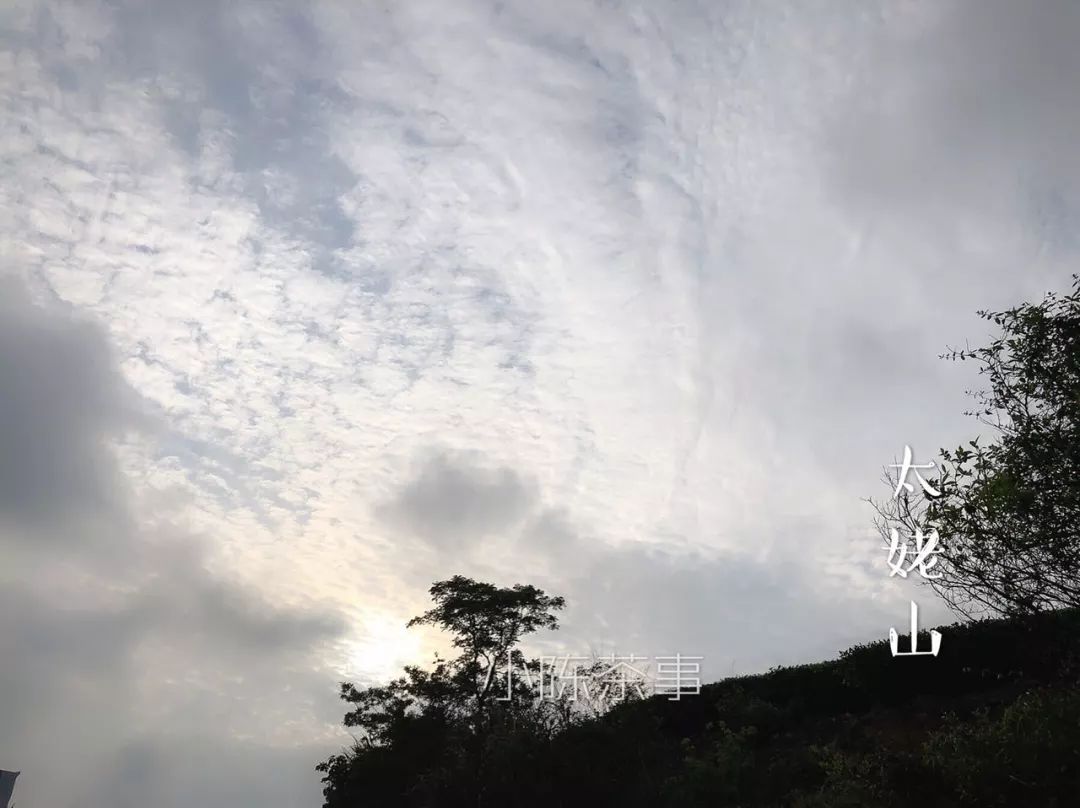 好白茶怎么品,好白茶的标准是什么