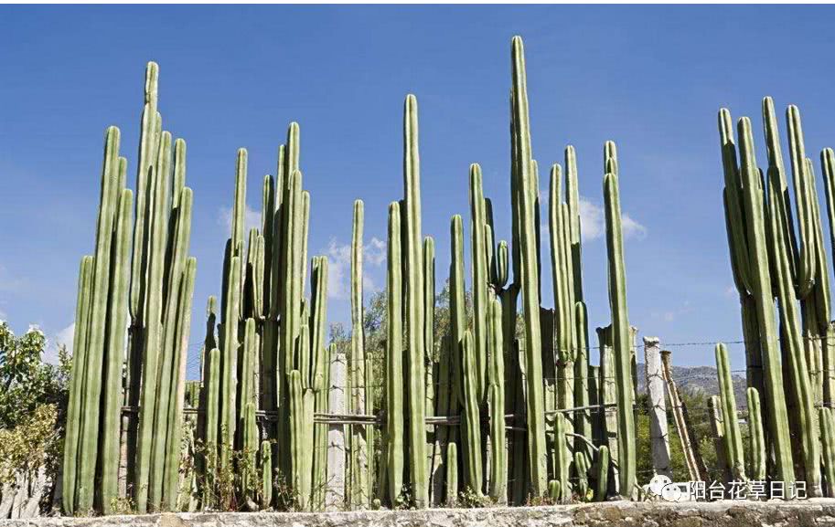 世界上最具代表5种国花,各国国花有哪些特点