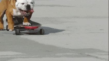 原来狗子还能丑到这种地步,盘点那些让人哭笑不得的狗子