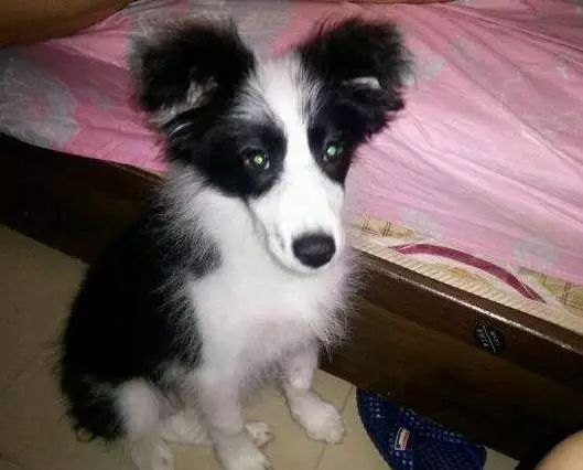 原来狗子还能丑到这种地步,盘点那些让人哭笑不得的狗子