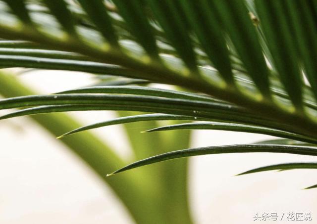 铁树怎么养及注意事项,铁树该怎么养护和浇水