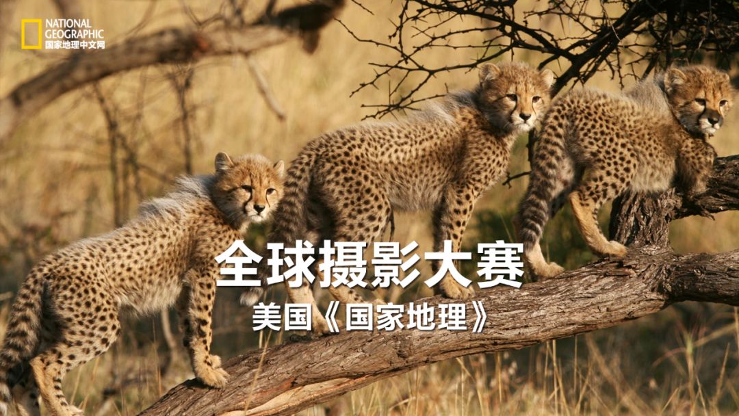 国家地理的真相,国家地理讲虎的纪录片