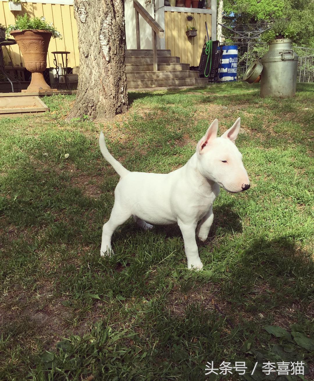 争强好胜不是错,牛头梗是狗中最厉害的一个